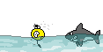 shark -shark-